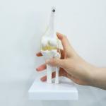 Ligaments & Stand Life Size Display Base Best Medical Tool Clinic Demonstration