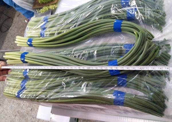 Buy cheap HACCP 45cm Chinese Garlic Sprouts Green from wholesalers