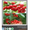 Buy cheap Hot selling in 2016 Acerola Cherry Extract 5:1 from wholesalers