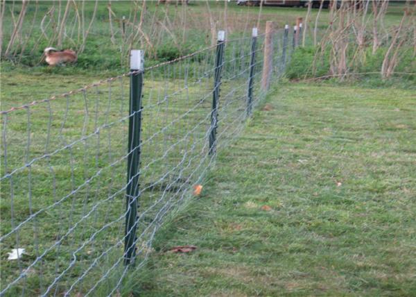 Buy cheap Theftproof 6ft Q235 Steel Studded T Post For Fencing from wholesalers