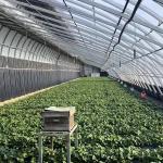 2000.000kg Juxiang's Commercial Sunlight Greenhouse for Strawberry Farming jx-sg