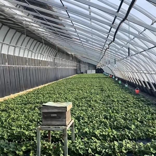2000.000kg Juxiang's Commercial Sunlight Greenhouse for Strawberry Farming jx-sg
