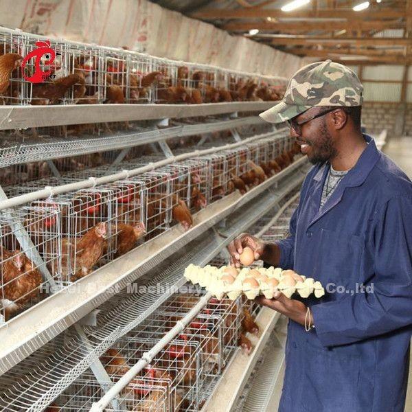 Buy cheap Best A Type Chicken Cage 500 Birds For Layers Poultry Farming Chicken Cage Sandy from wholesalers