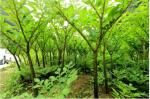 High Quality Konjac Glucomannan Powder with After Services & Dry Place Storage,