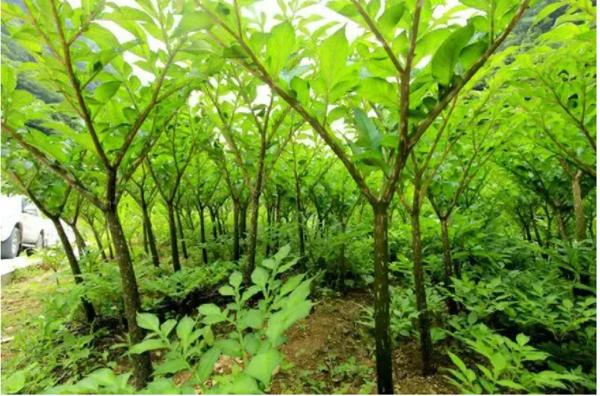 High Quality Konjac Glucomannan Powder with After Services & Dry Place Storage,