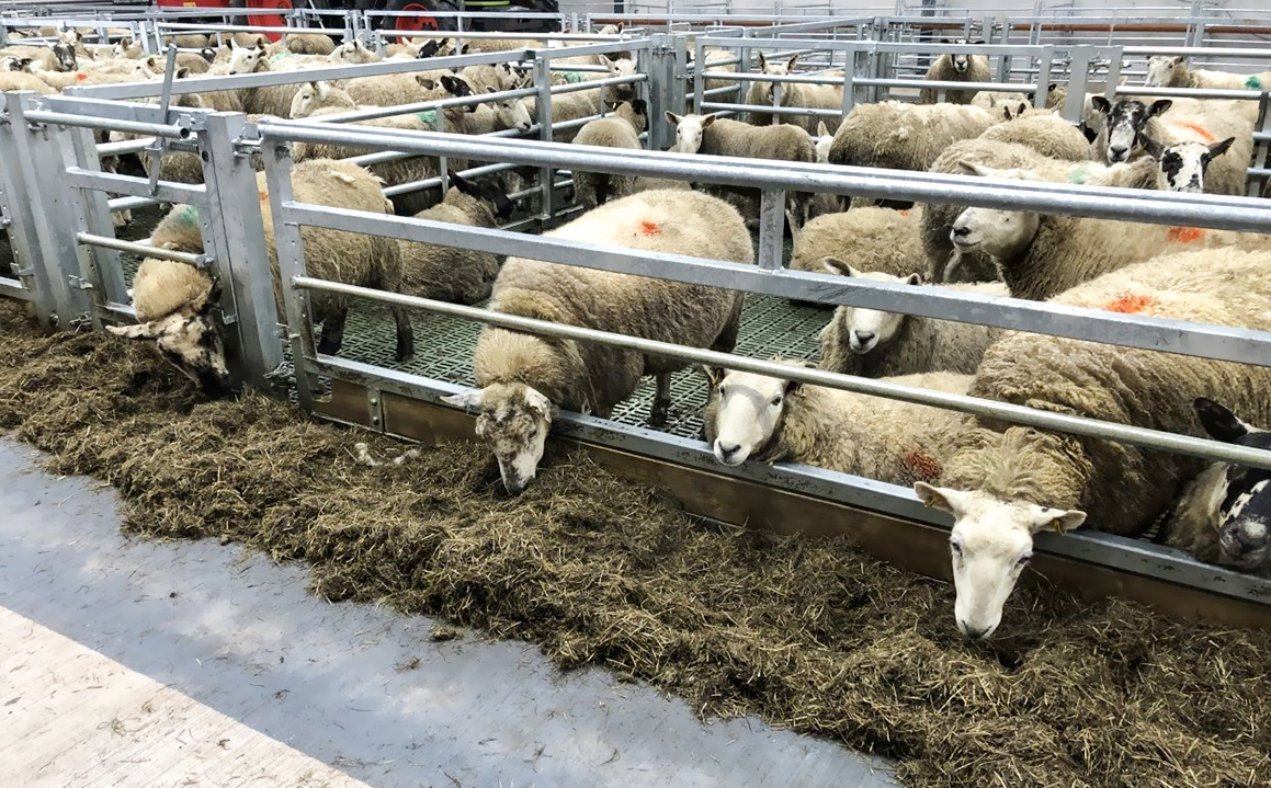 Hot Dip Galvanised Steel Cow Goat Horse Arena Cattle Sheep Shed for Poultry Farming