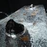 Buy cheap Contemporary Clear Acrylic Furniture For Modern And Stylish Interiors from wholesalers