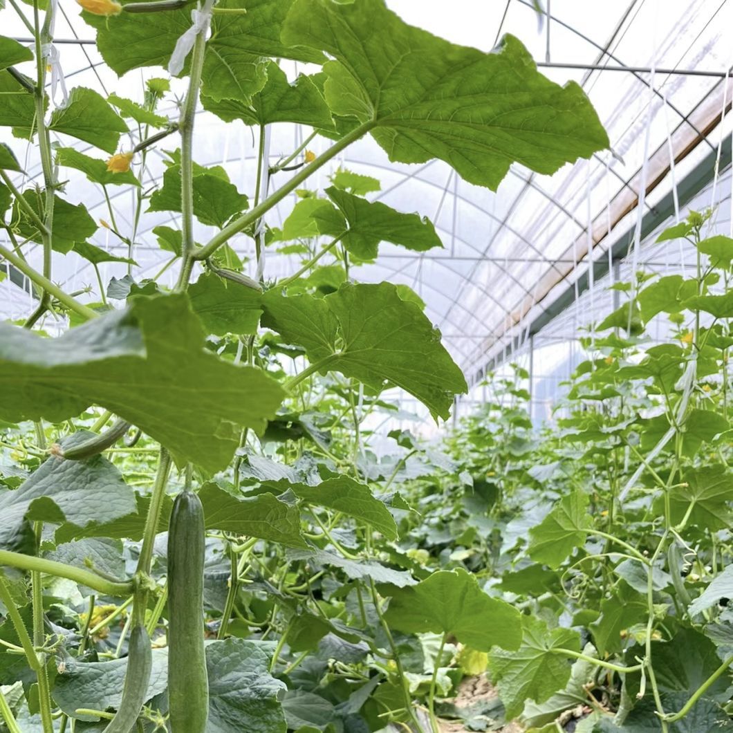 Multi Span Film Greenhouse for Hydroponics Growing