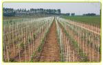 Fiberglass FRP Pultruded Fiberglass Rod Plant Support Stake For Nursery Tree