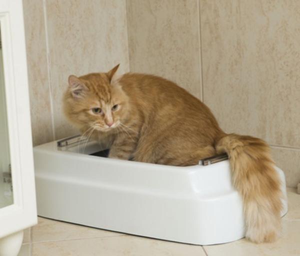 Buy cheap Odor Eliminating Powdered Cat Litter Powder 25kg/bag Without Agglomeration from wholesalers