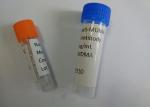 Anti-MCAT Mouse Monoclonal Antibody Anti-Methcathinone