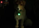 Dog LED Light Blinker Circular Light Attachable Silicon Safety Pendant Collars