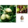 Buy cheap Horse Chestnut P.E., Aescin 20% ,CAS NO.: 6805-41-0, 100% natural anti-inflammatory and antioxidant , reishi mushroom from wholesalers