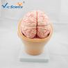 Buy cheap Commercial Teaching Head Brain Anatomy With Arteries VIC-318 from wholesalers