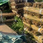 18mm To 160mm Diameter Moso Bamboo Pole Construction Garden Agriculture Field