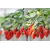 Buy cheap Multi-Span Planting Room for Seedlings in Greenhouse Package Gross Weight 2000.000kg from wholesalers